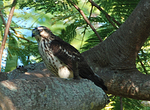 key west birds