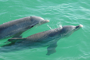 dolphin key west